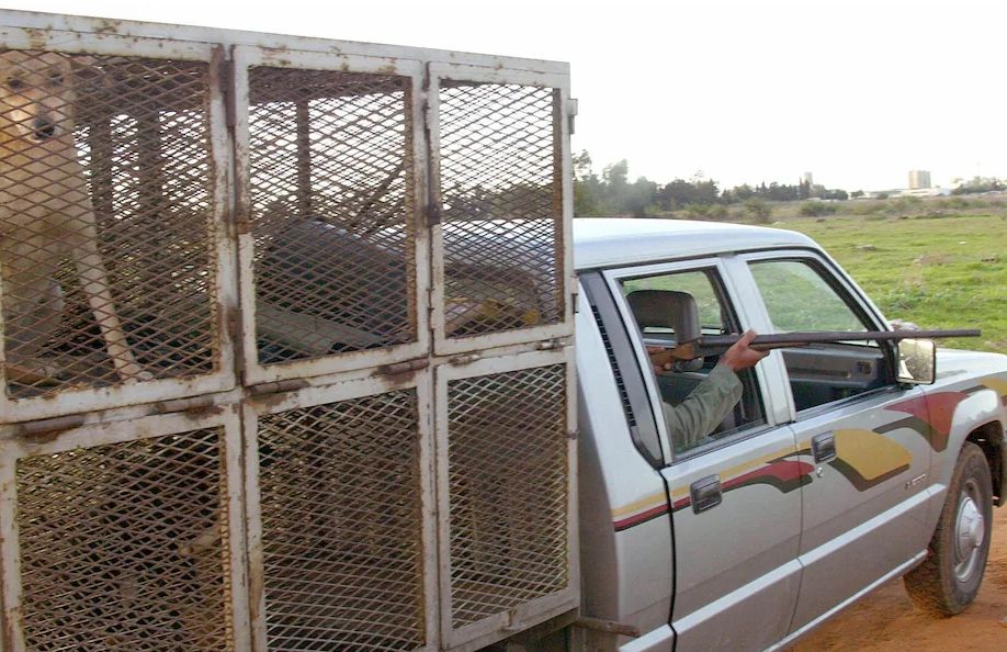 Telégrafo: Em preparação para a Copa do Mundo, a matança em grande escala de cães vadios no Marrocos causou insatisfação em todas as esferas da vida